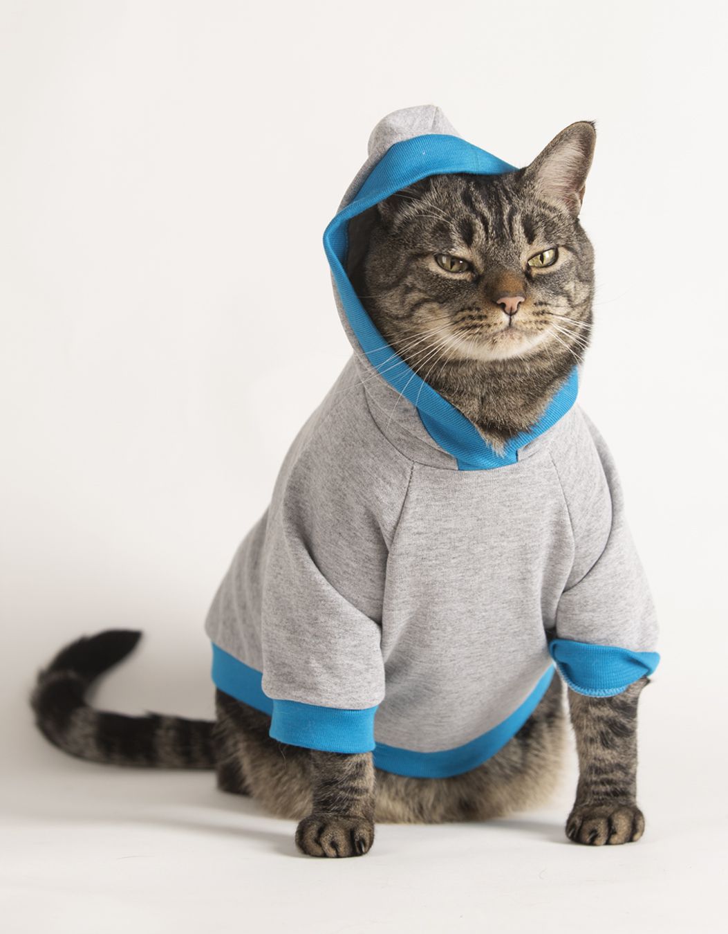 Moletom para gatos cor cinza e azul | Cansei de ser gato - Cansei de ...