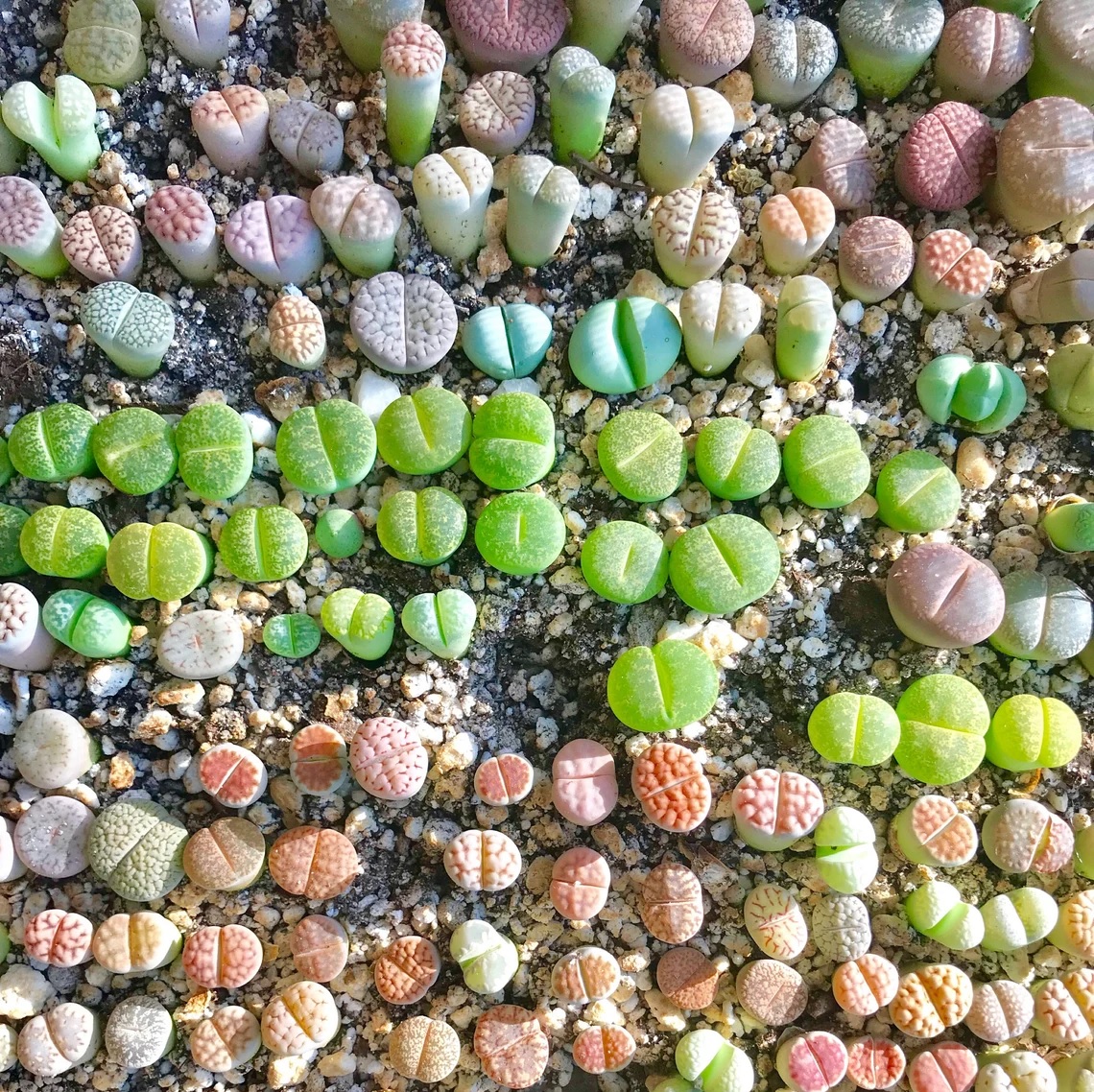 Sementes de Lithops Mix 'Pedras Vivas Africanas' (100 Sementes ...