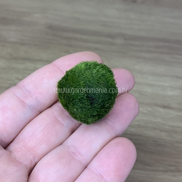 Esfera de Musgo Marimo Moss Ball Médio 2,5cm - Garden Mania Sementes e ...