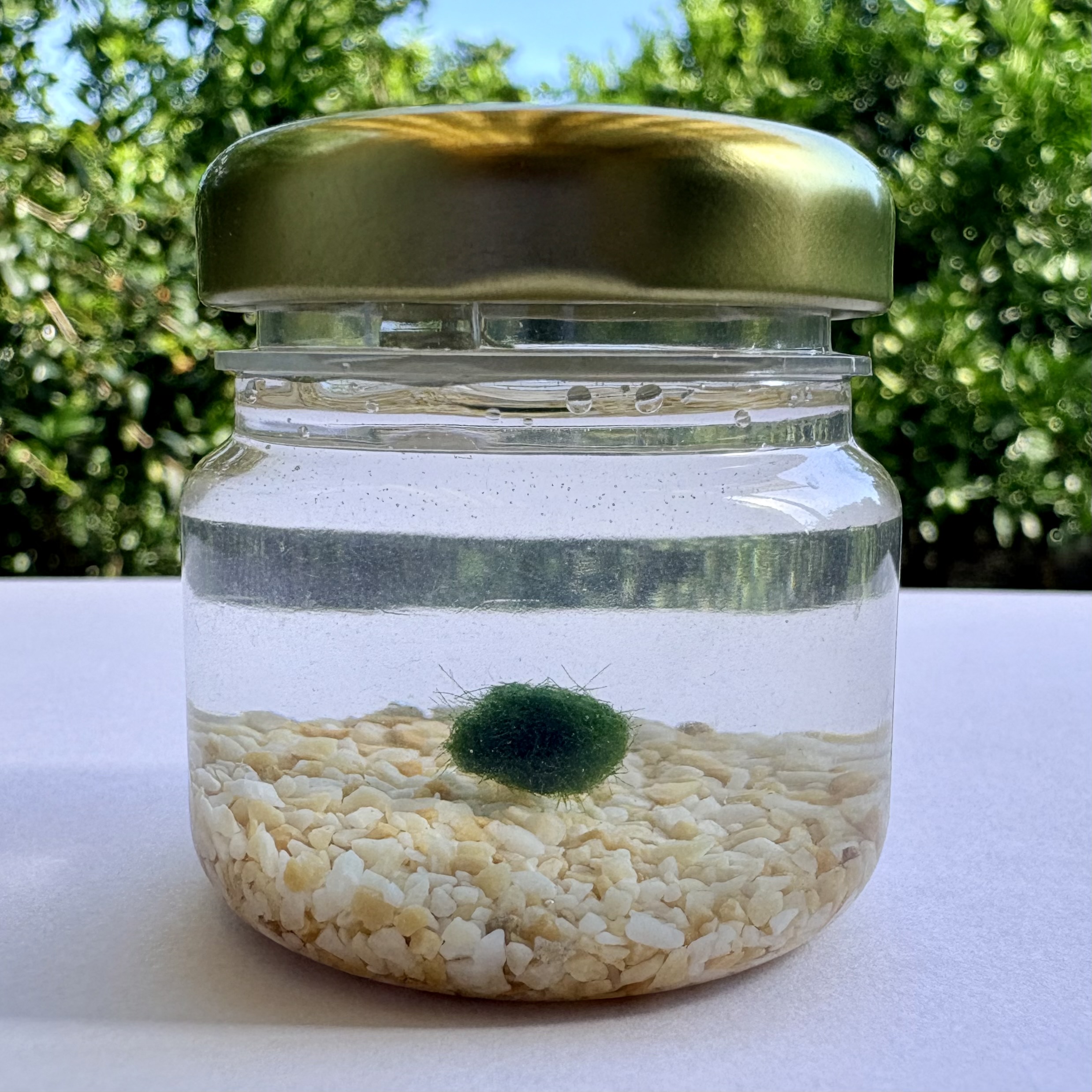 Marimo Clive Marimo Ball Micro 0,5 cm – Esfera de Musgo Viva Natural - Garden Mania ...