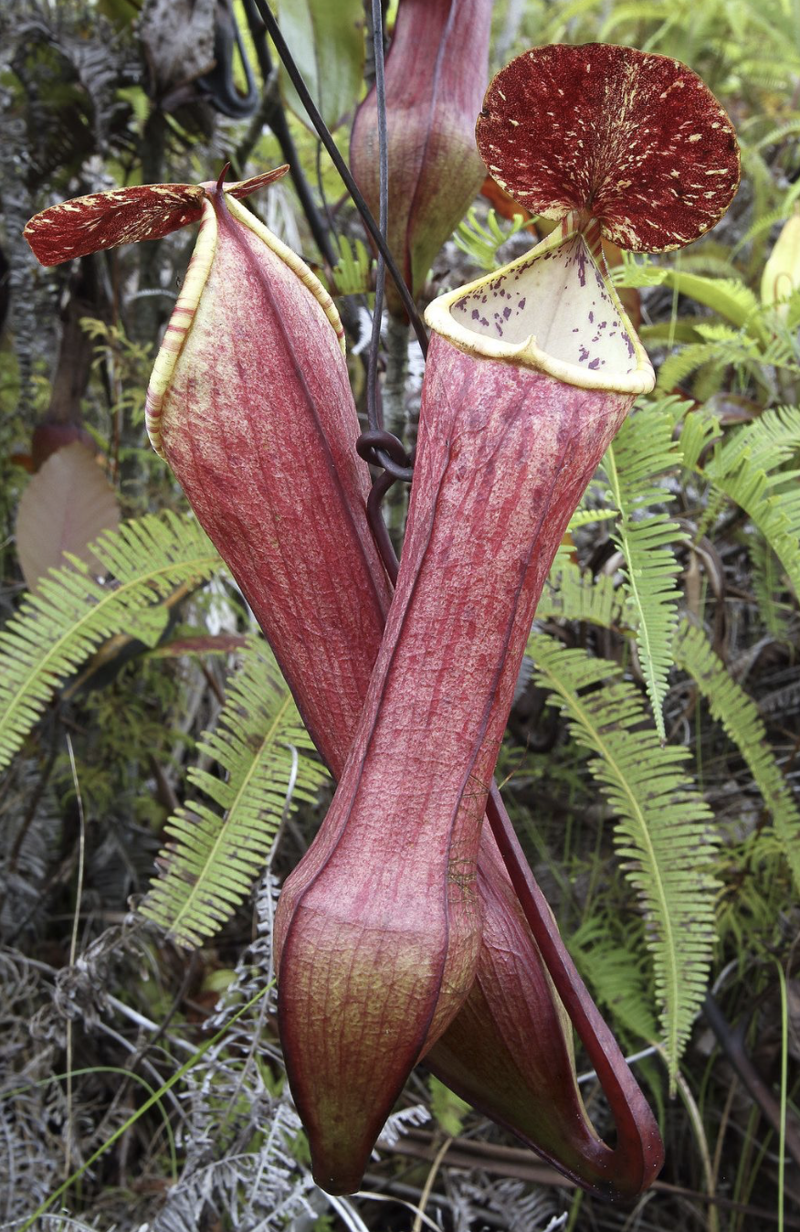 Nepenthes pokemon - Plantas Carnívoras