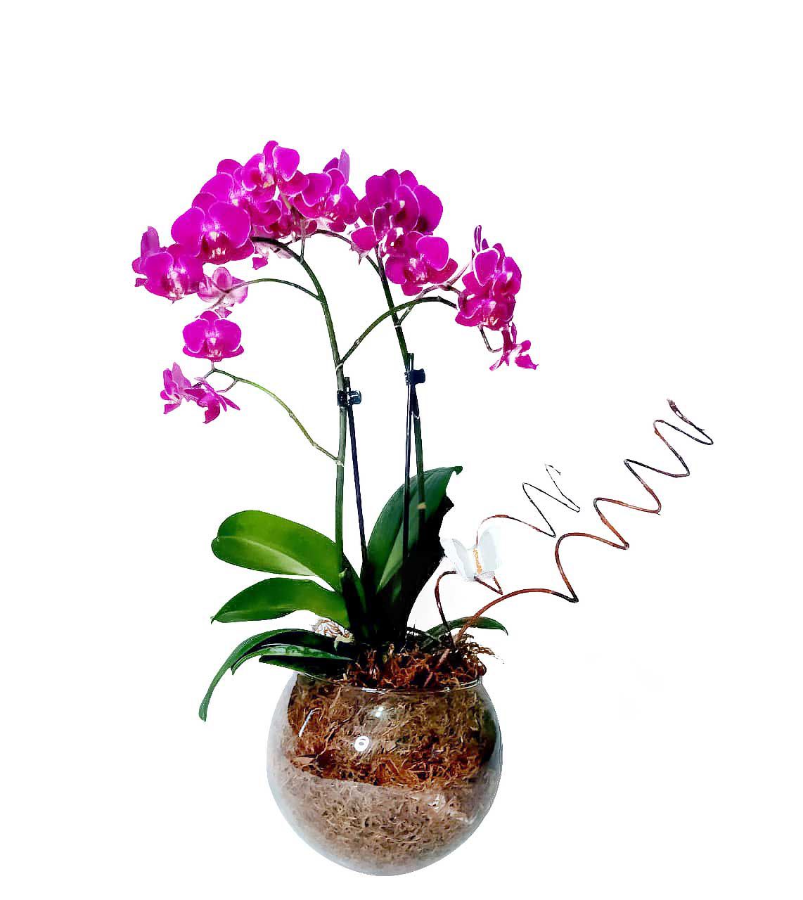 Orquídea Phaleo Baby No Aquário - Blend Floricultura | Flores, Cestas e  Presentes Especiais | WhatsApp Delivery: (11) 9.6835-2782