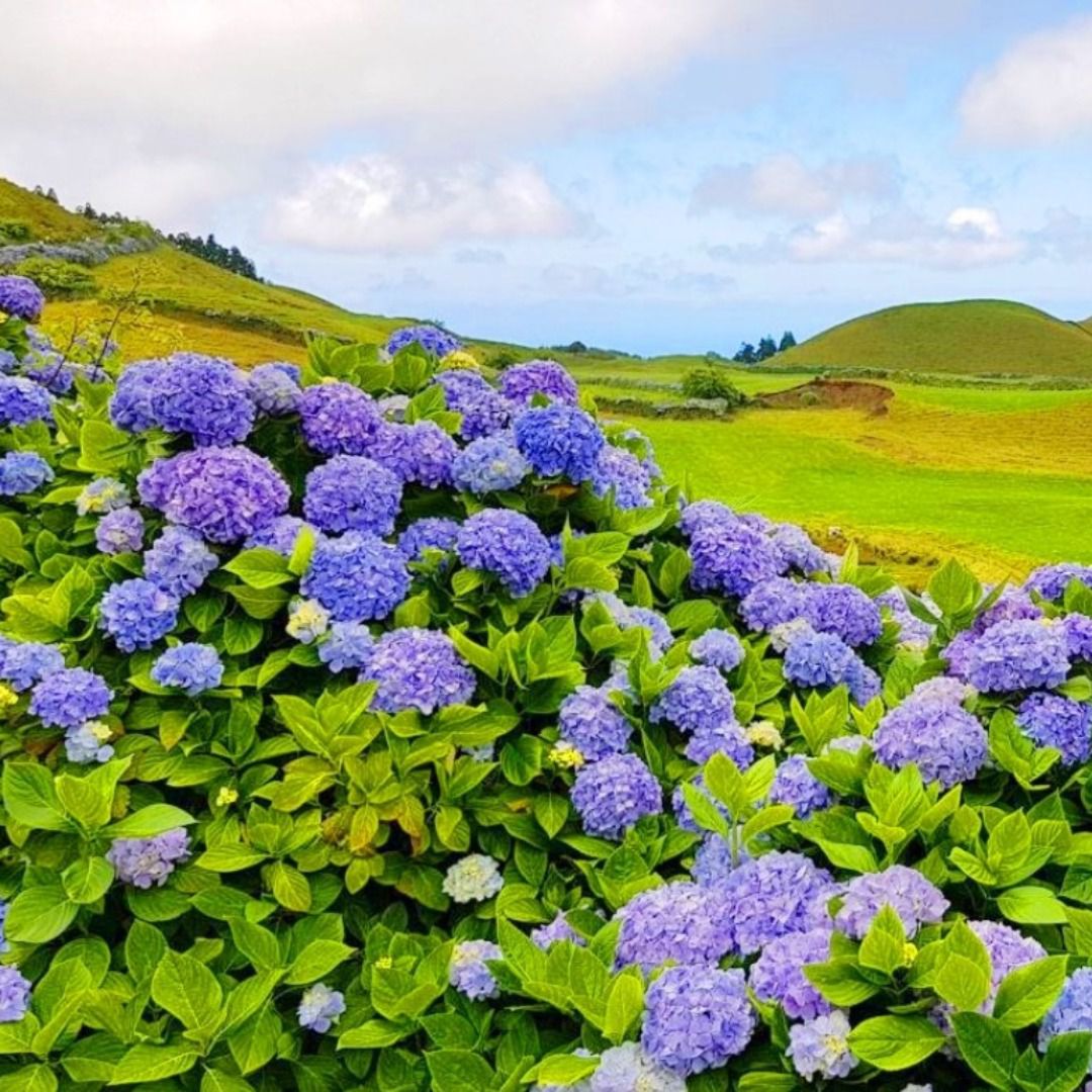 Kit 100 Muda Hortência (Hydrangea macrophylla) Dancruz Plantas
