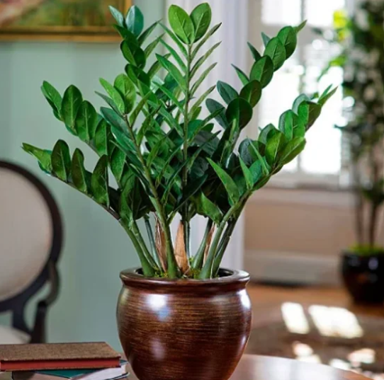 revistapazes.com - Sem sol em casa? Essas 9 plantas crescem na sombra e quase n&atilde;o d&atilde;o trabalho