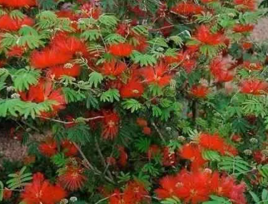 Kit Muda da Flor Caliandra Rosa e Vermelha para Cerca viva-Dancruz ...