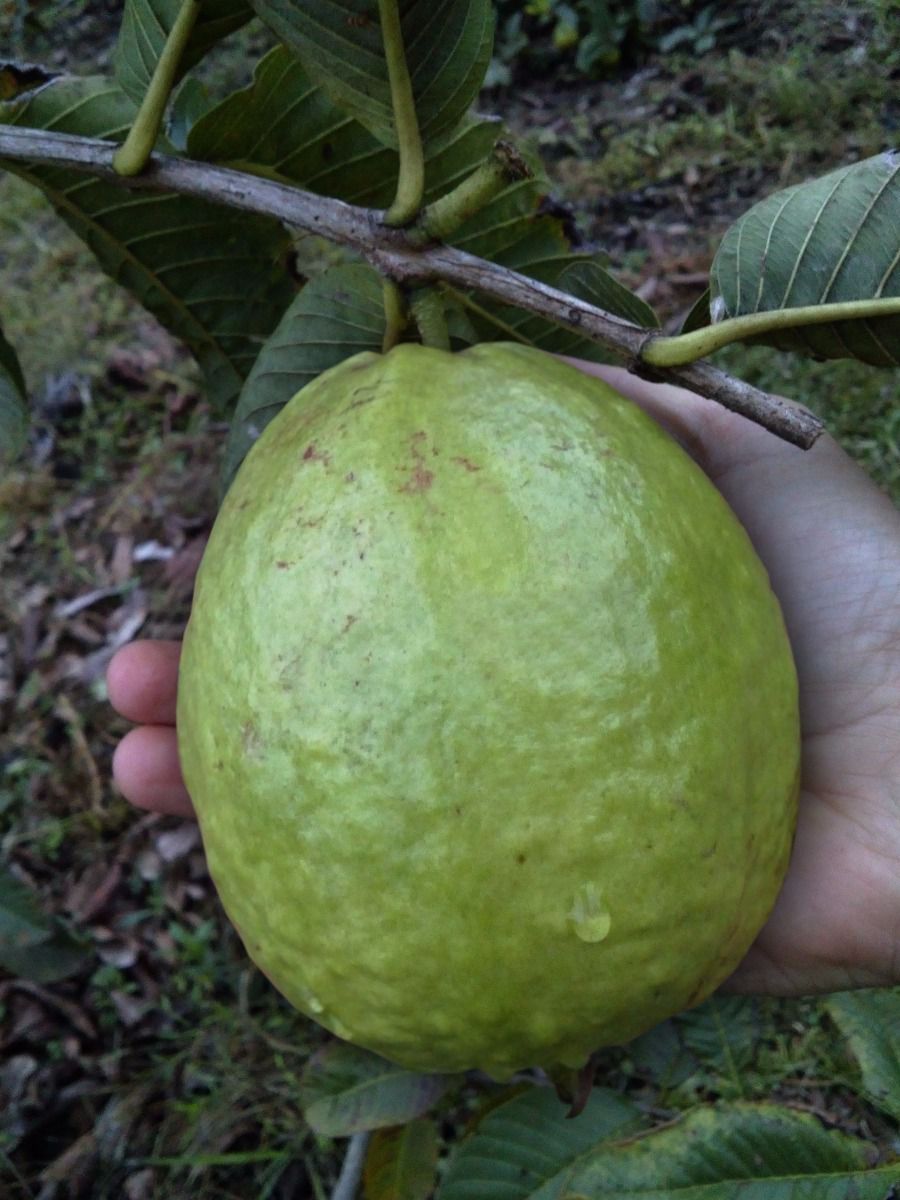 Muda de Goiaba Tailandesa Gigante Enxertada - Dancruz Plantas