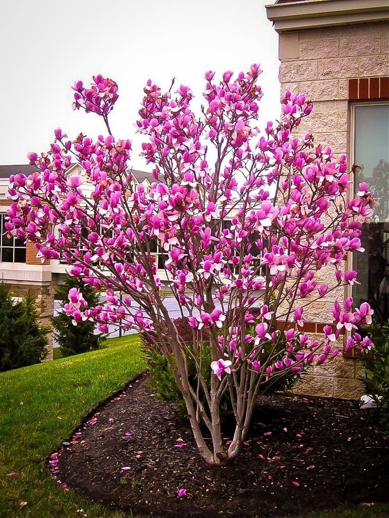 comprar muda Magnólia (Magnolia liliflora) - Dancruz Plantas
