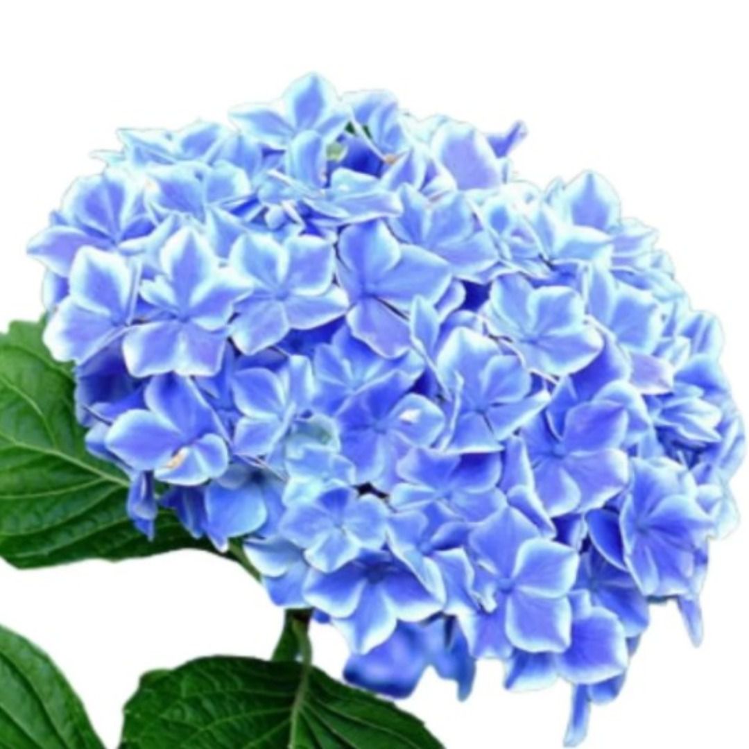 Muda Hortência (Hydrangea macrophylla)-Dancruz Plantas - Dancruz