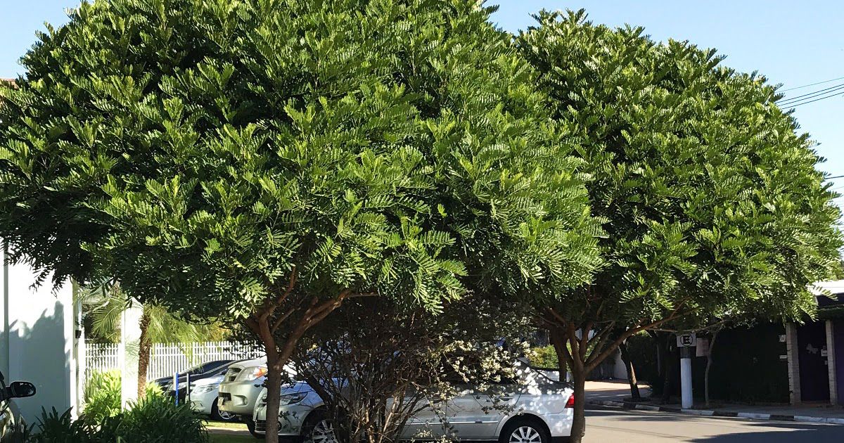 Muda de Árvore Samambaia(Sombreiro )-Dancruz Plantas - Dancruz Plantas