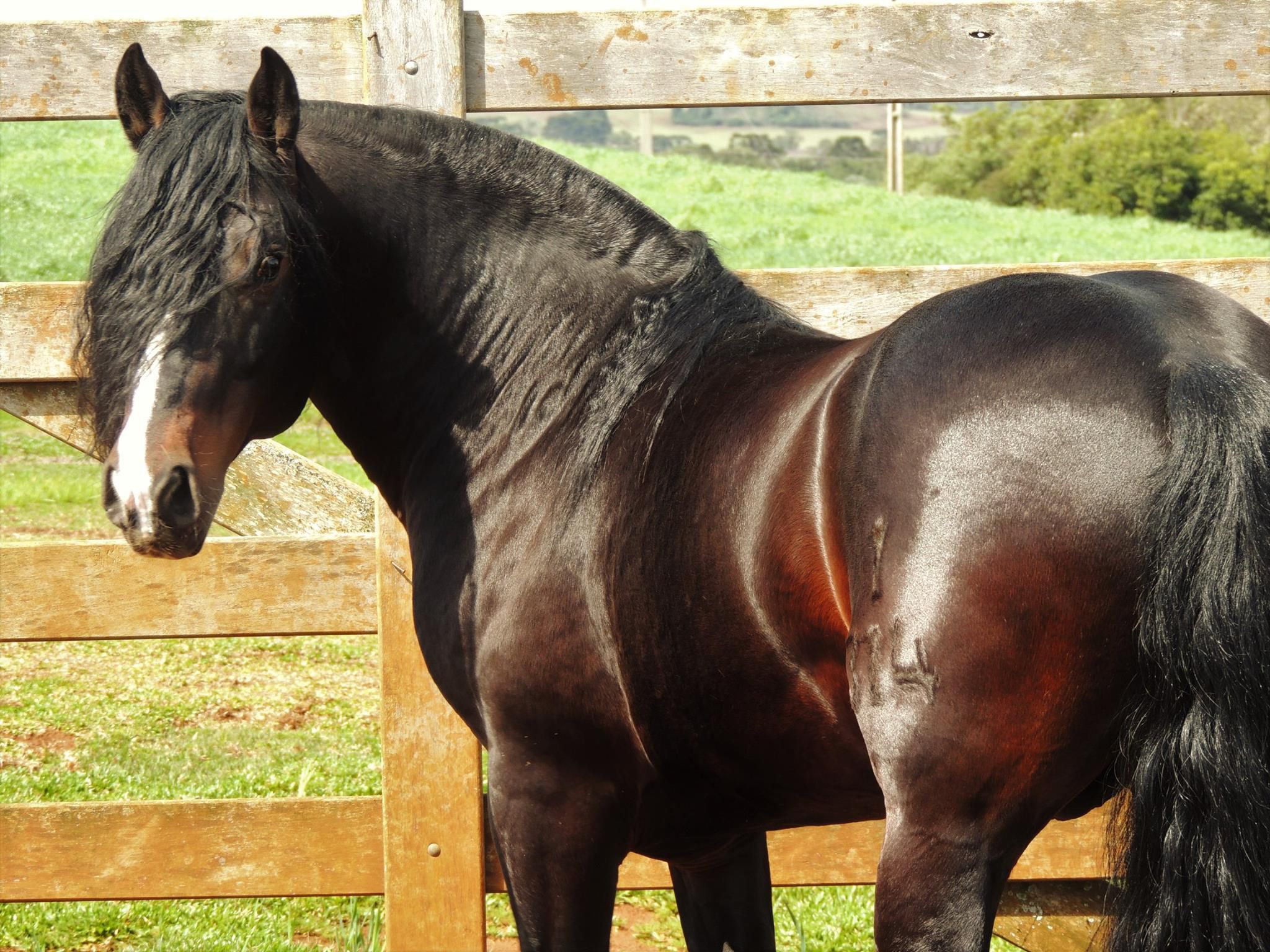 Hino Colorado de Santa Edwiges Tenda Crioula Animais, Coberturas