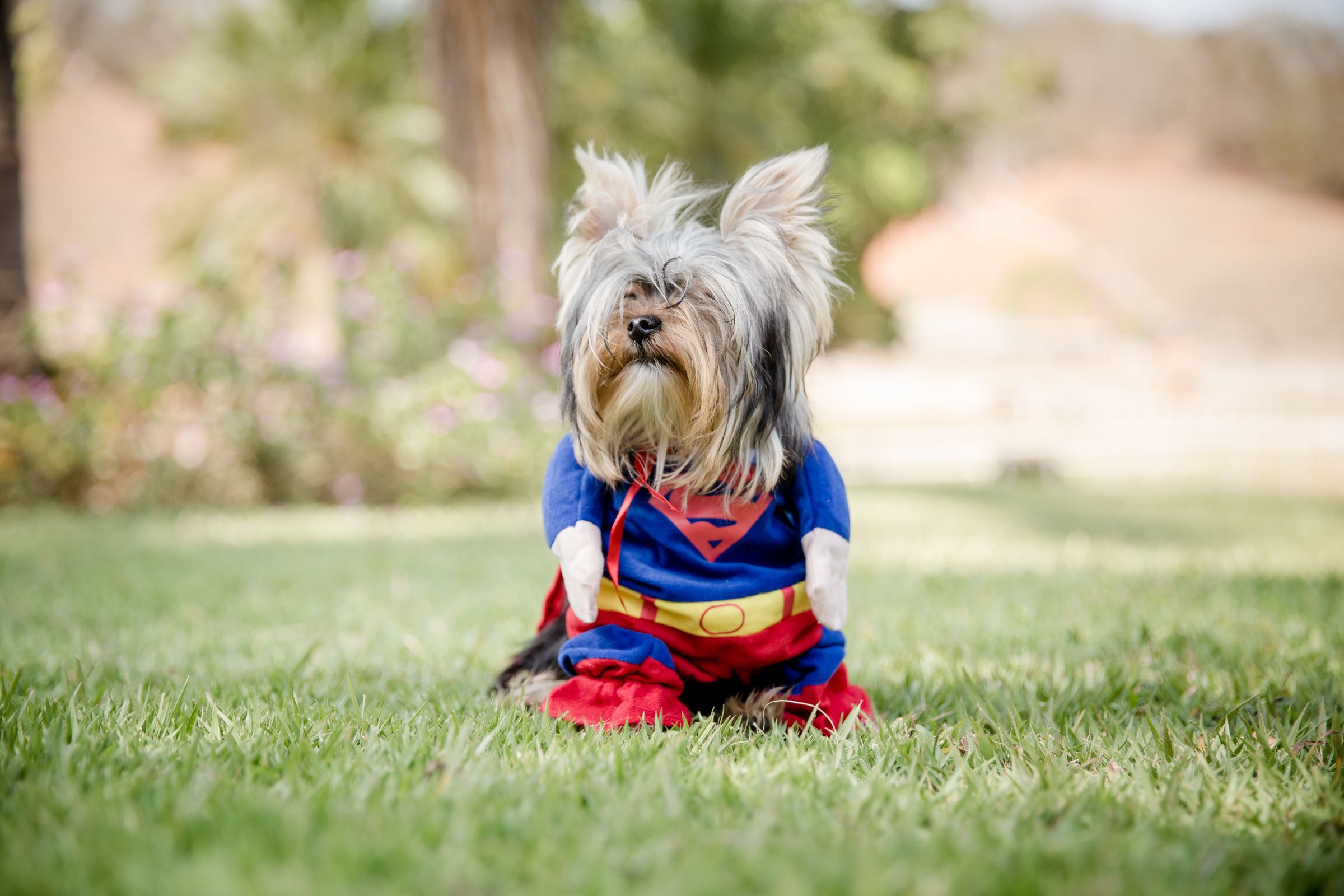 Fantasia para Cachorro Super Homem - Hund for Dog