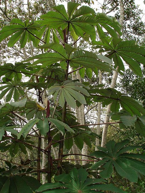 ChÁ De EmbaÚba UmbaÚba Cecropia Hololeuca Armazém Santa Helena Grãos Cereais E Economia 2287