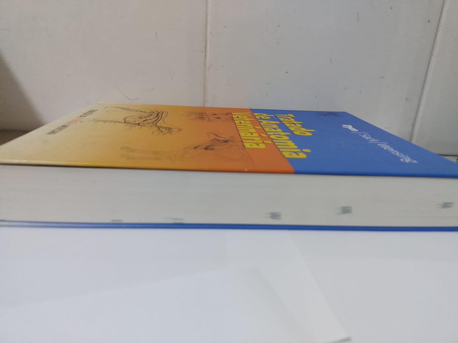 Anatomía visual data 8