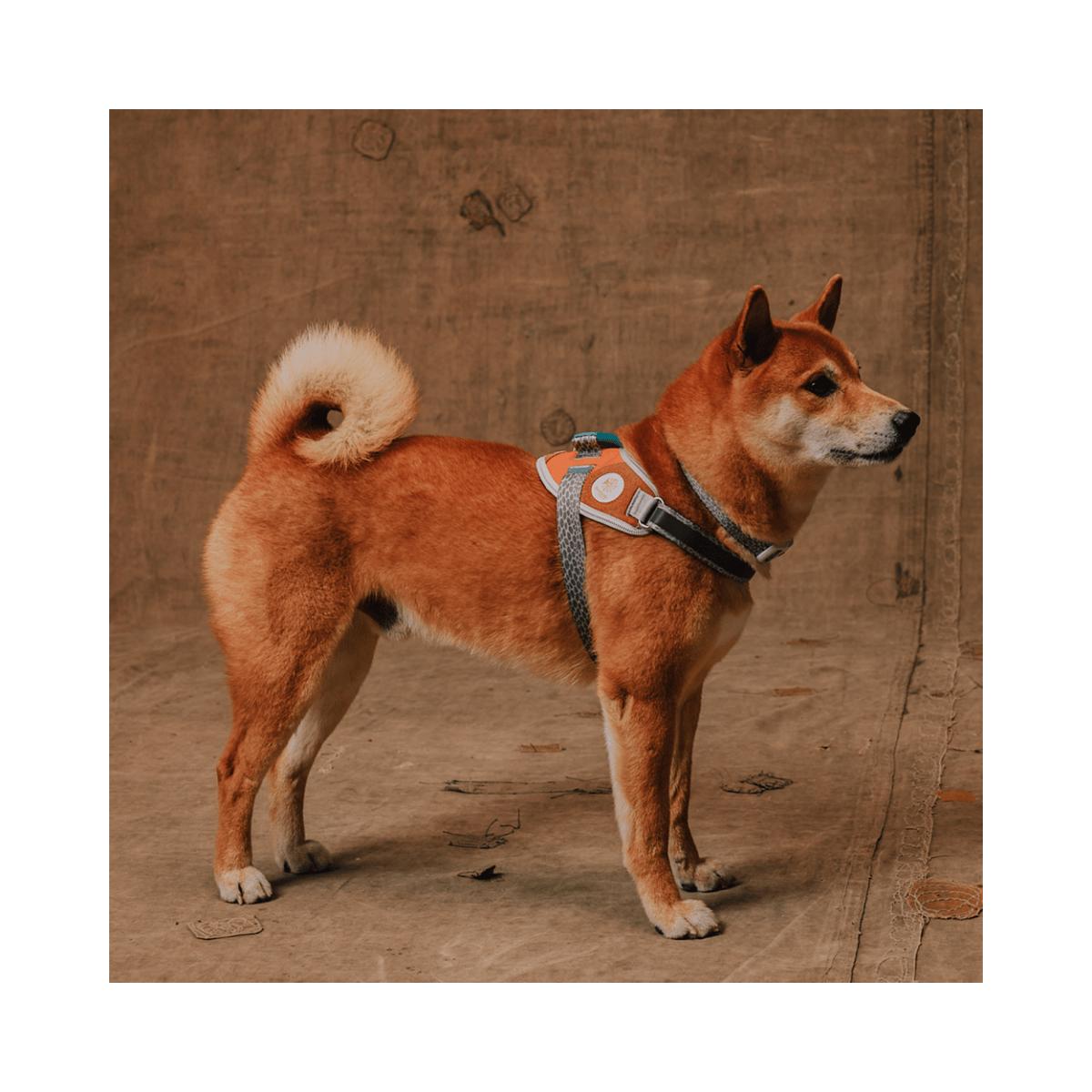 Peitoral para Cachorros FlyHarness Reebok Suede Zeedog