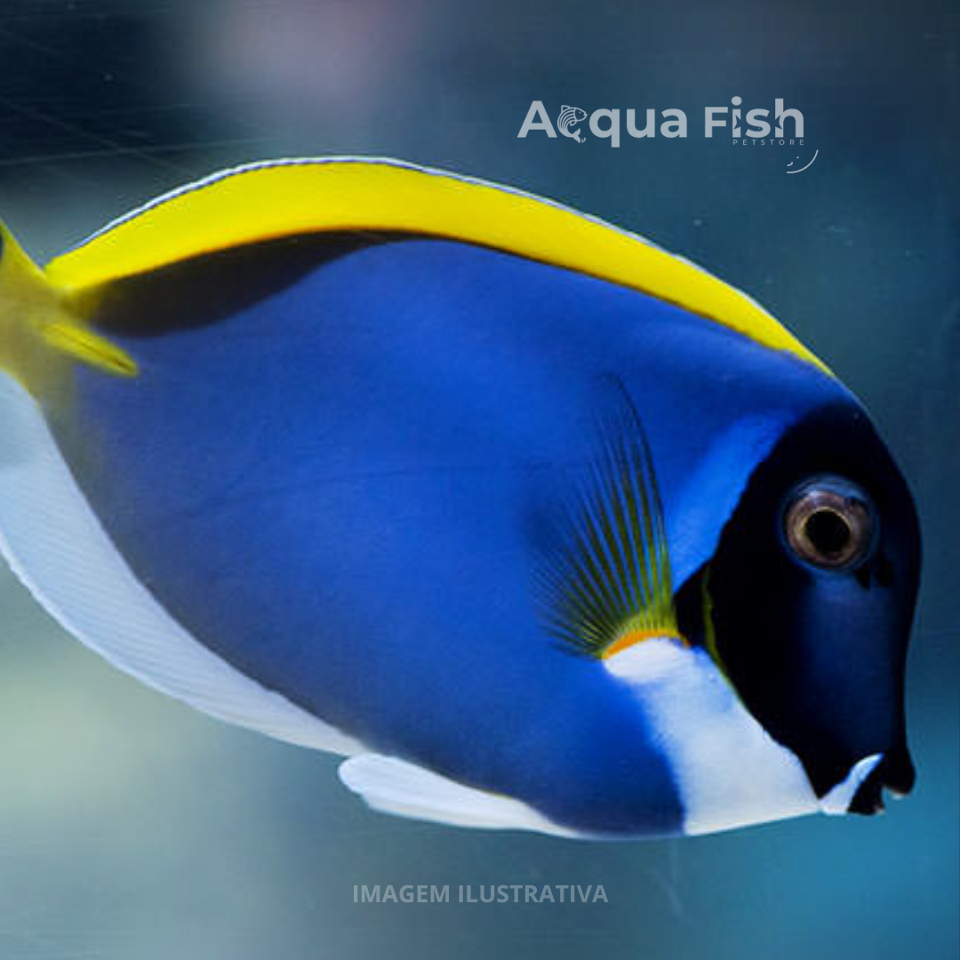 Powder Blue Tang - Acqua Fish: Um pedaço do oceano na sua casa!