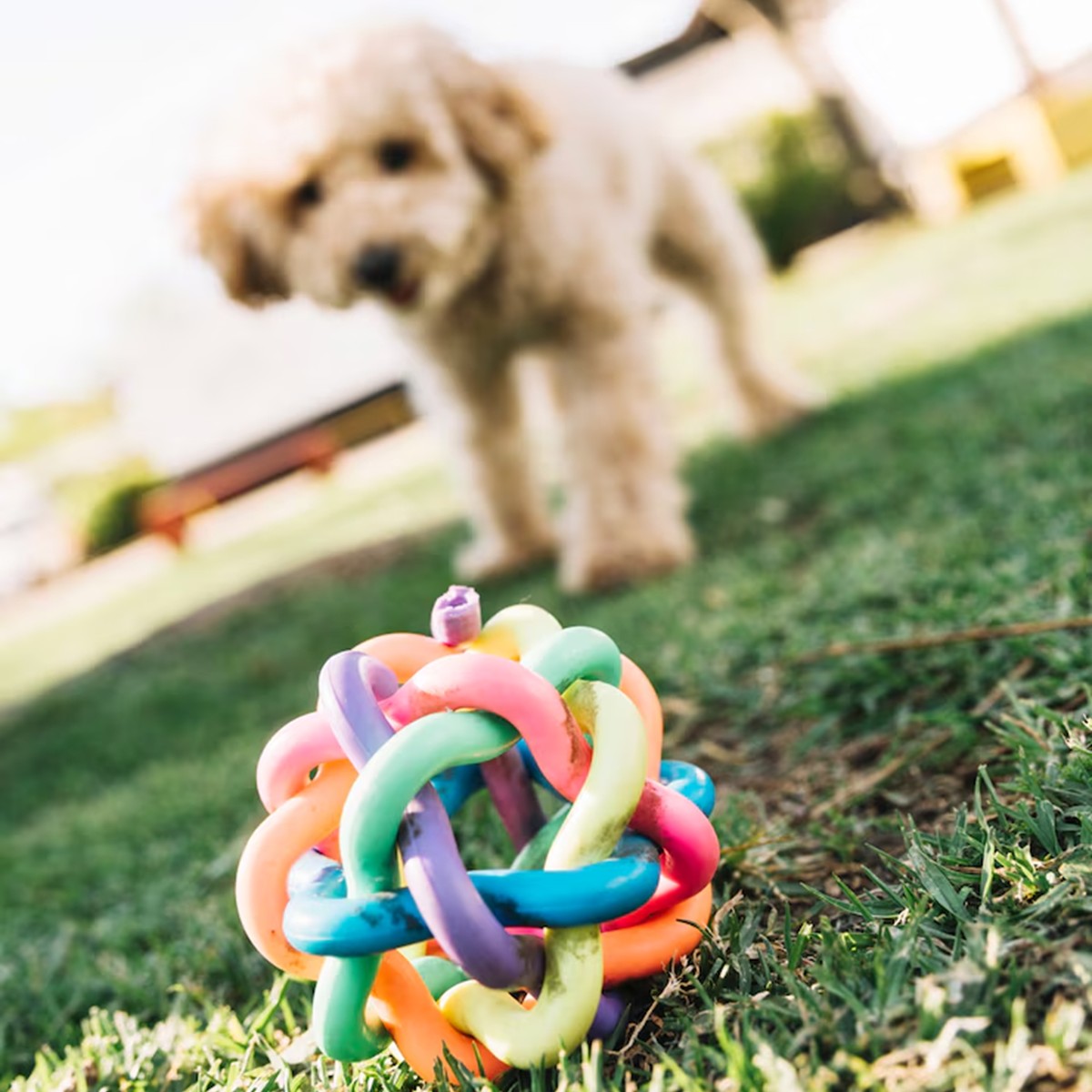 Brinquedo Mordedor para Cachorro Multi Color Kelev | Zenpet - Petshop ...