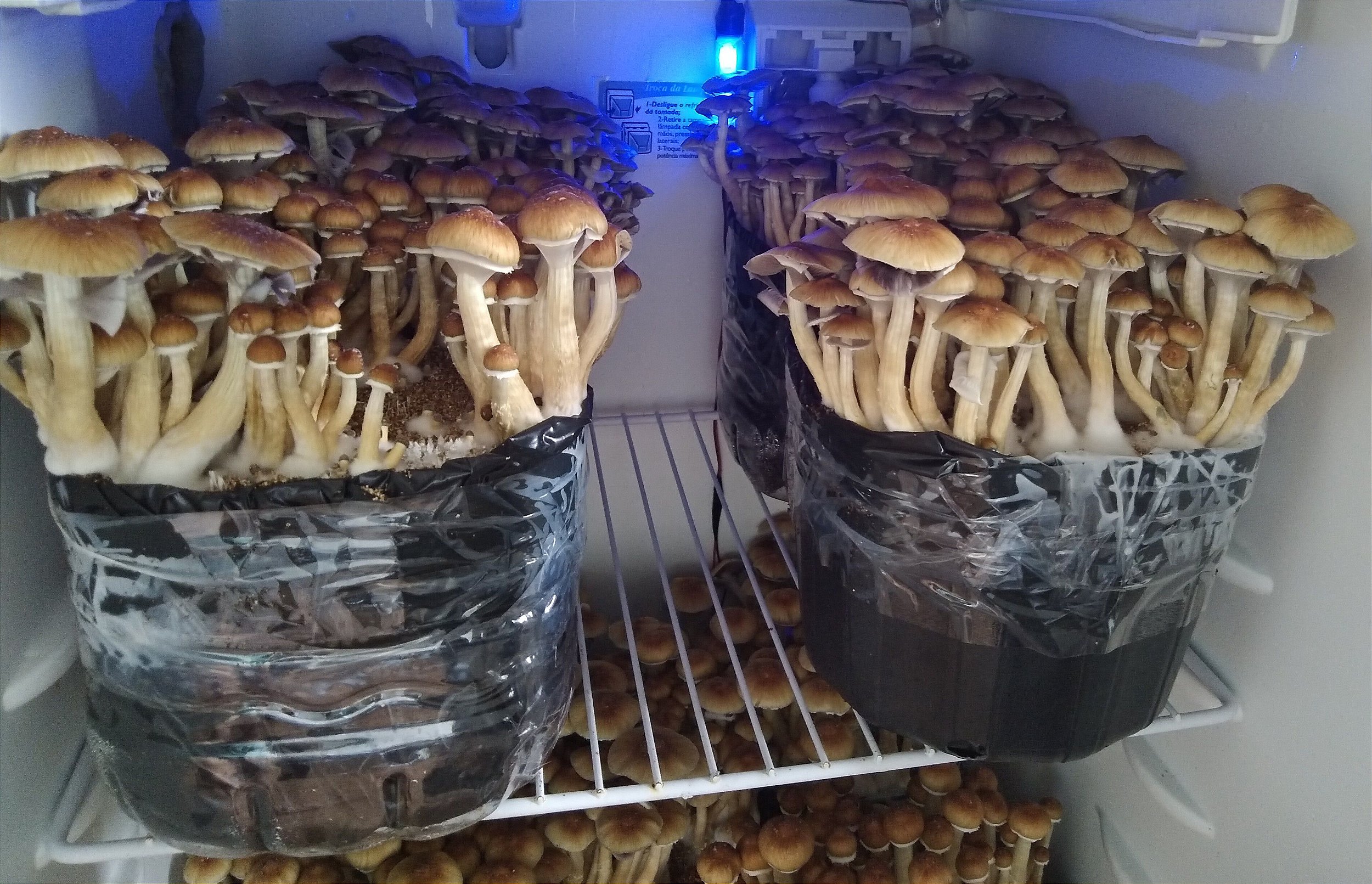 Cogumelo shitake desidratado 10g (a vácuo)