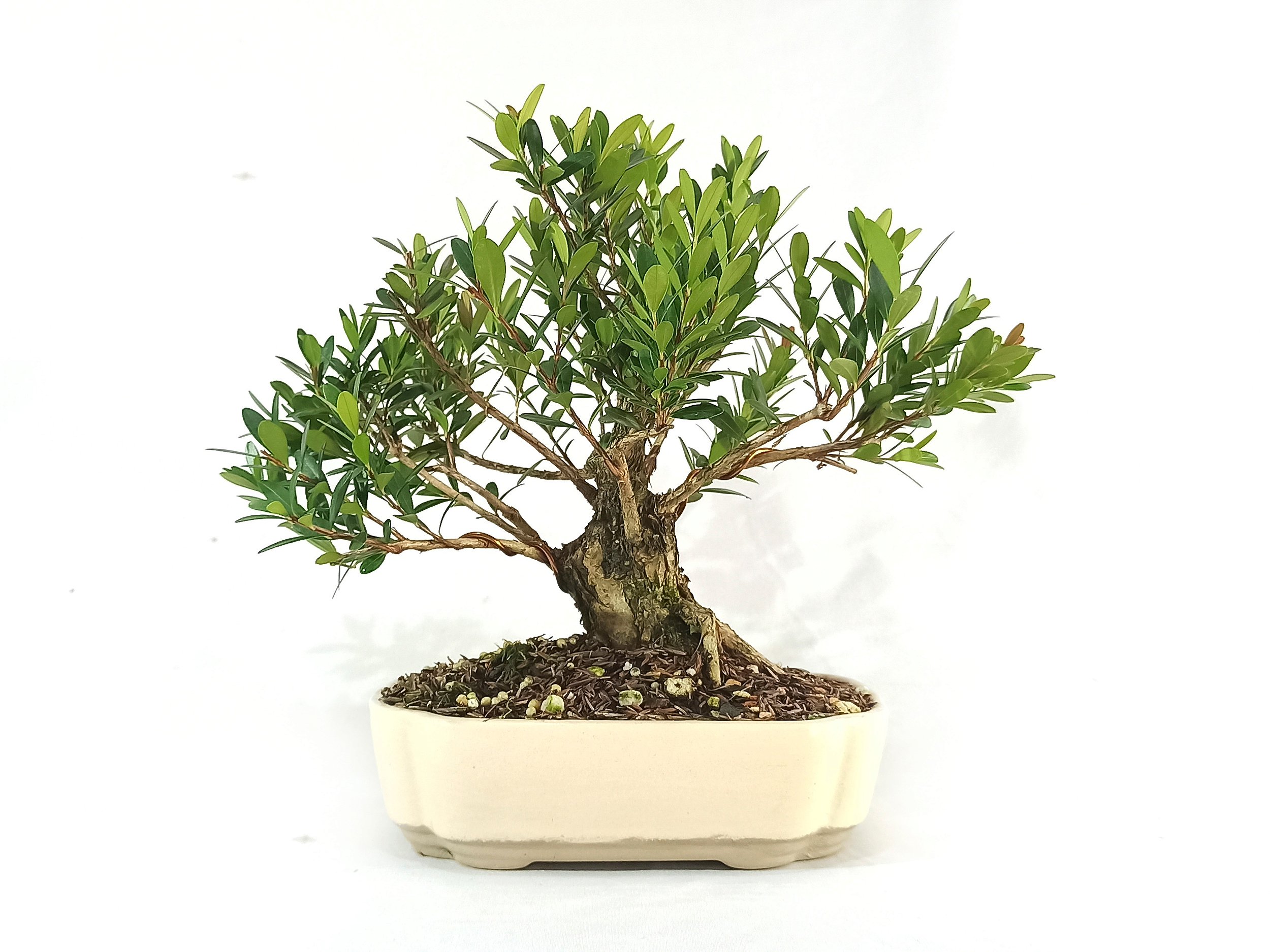 Aprender sobre 90+ imagem como plantar cerejeira bonsai br