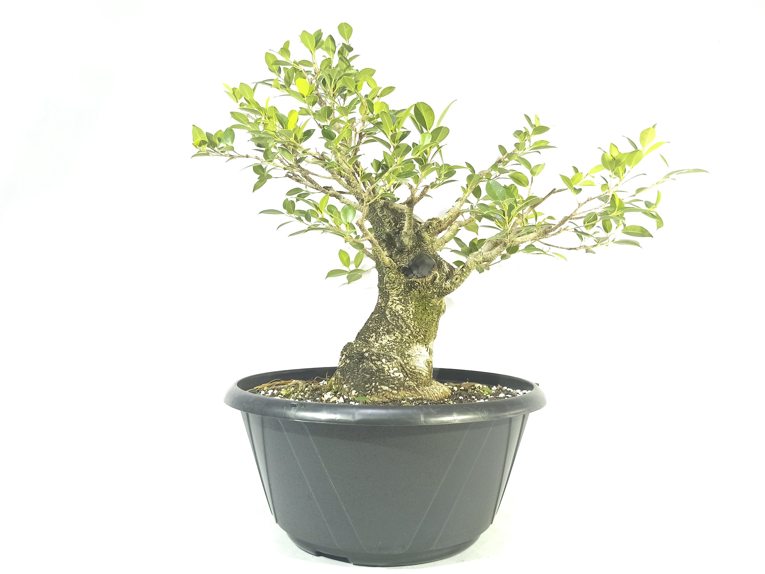Pré Bonsai Fícus Microcarpa 13 Anos Yamaen Bonsai Comprar Bonsai