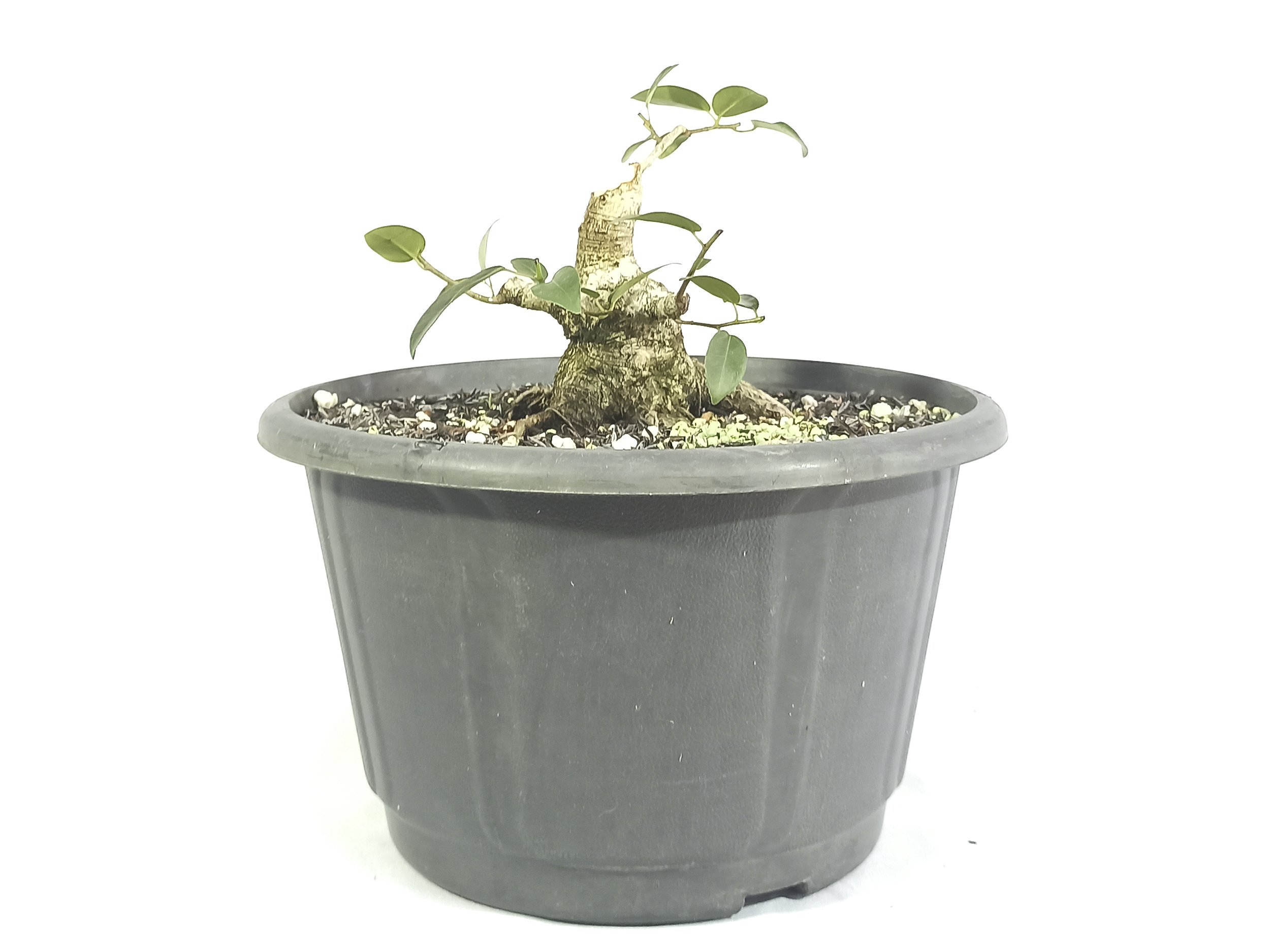 Pré Bonsai Fícus Organensis 13cm altura Yamaen Bonsai Comprar