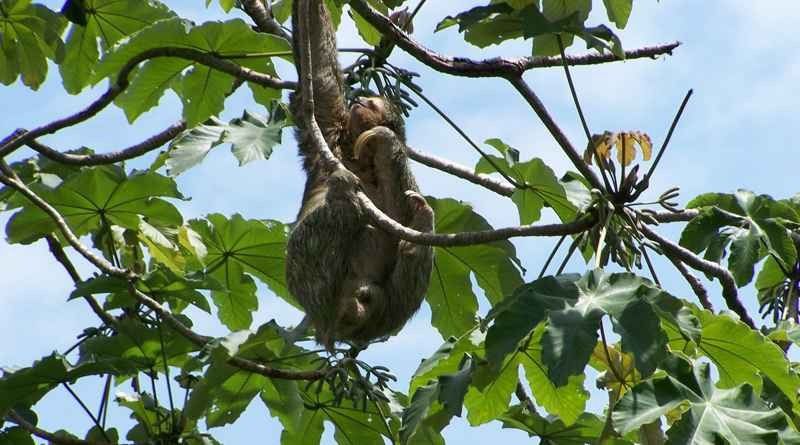 Comprar Sementes De Embaúba Embaúva Cecropia Hololeuca Semente Rara Venda De Sementes 6114