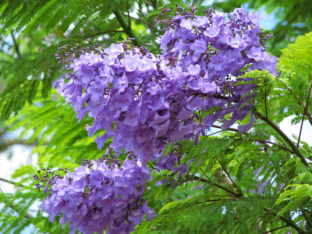 Comprar Sementes De Jacarand Azul Mimoso Jacaranda Mimosifolia Bign Semente Rara Venda De