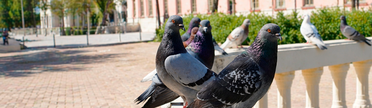 Controle de aves em ambiente urbano e industrial com soluções anti-pouso Control Up