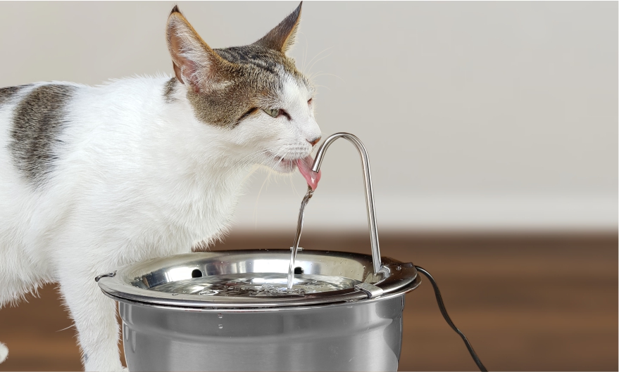 Pare tudo o que está fazendo e veja esse gatinho bebendo água em