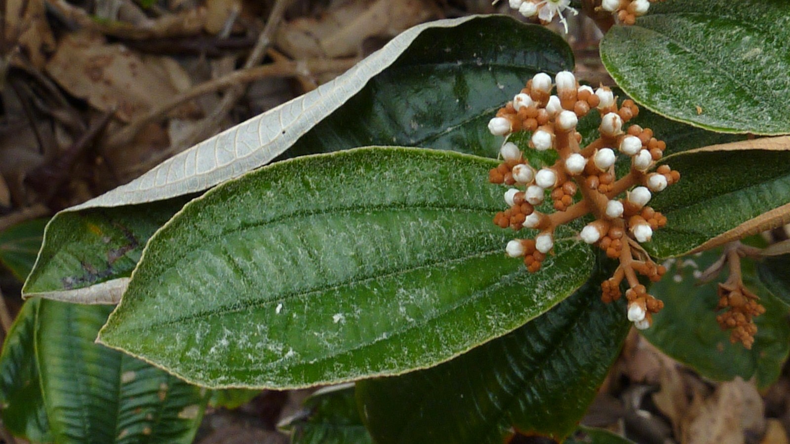 Canela De Velho Quem Nao Pode Tomar Conheca Dos Beneficios Da Canela De Velho Loja De Produtos Naturais Folha Verde