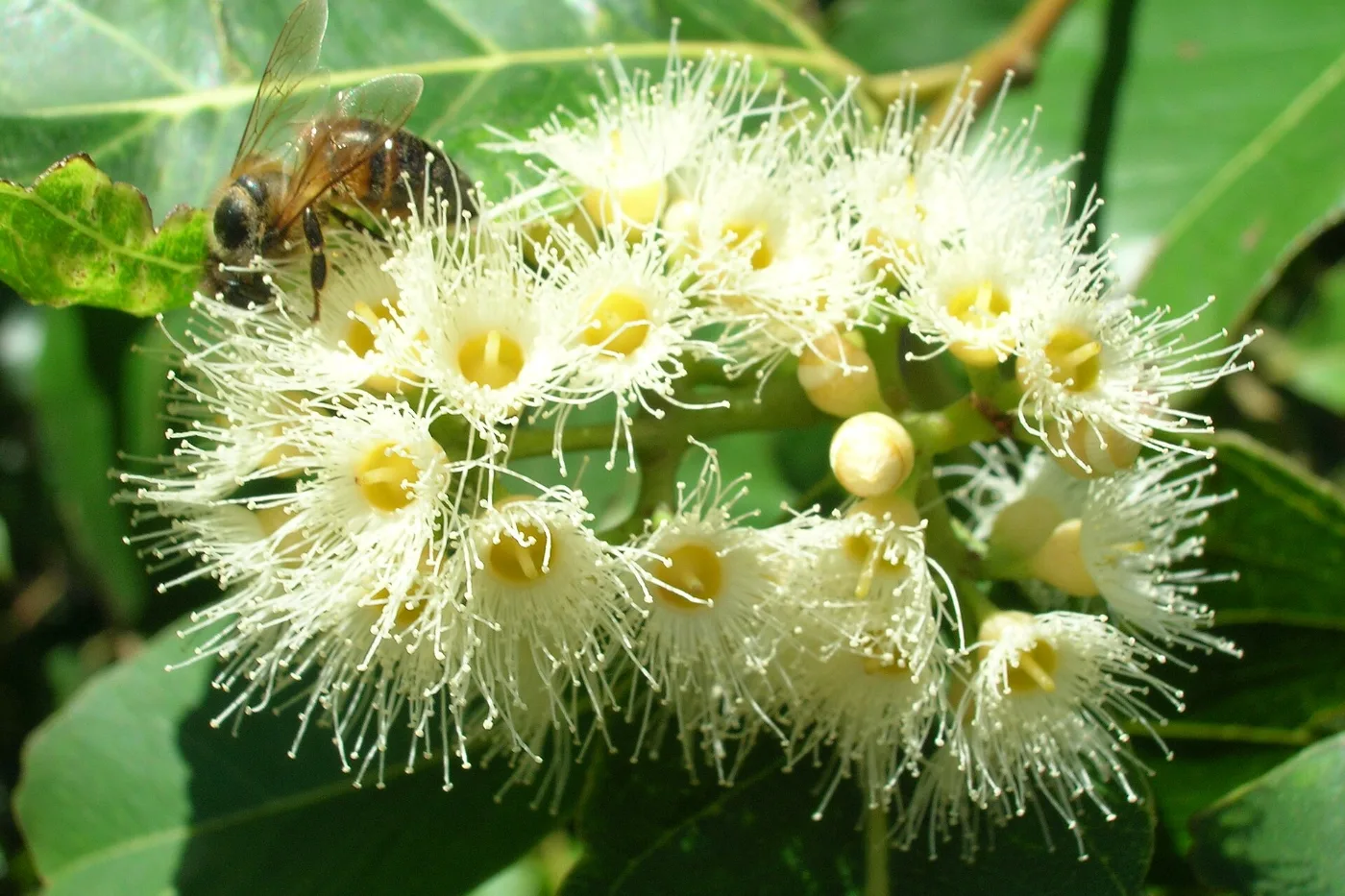 Abelha coletando néctar em flores de eucalipto