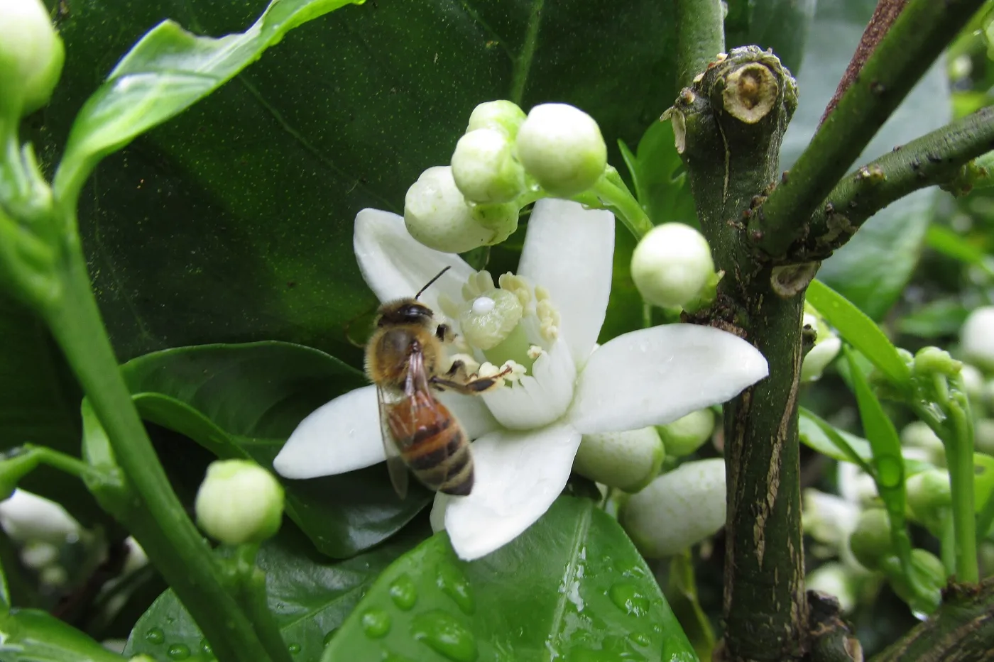 Abelha coletando néctar em uma flor de laranjeira, cercada de botões