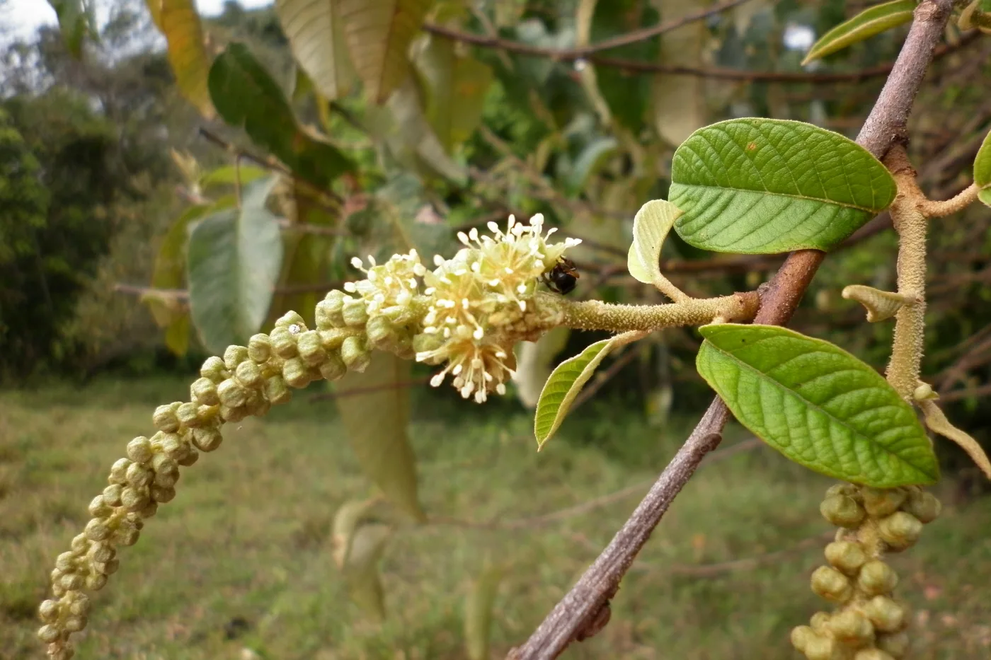 Galho de capixingui (Croton floribundus) com espigas de flores abertas