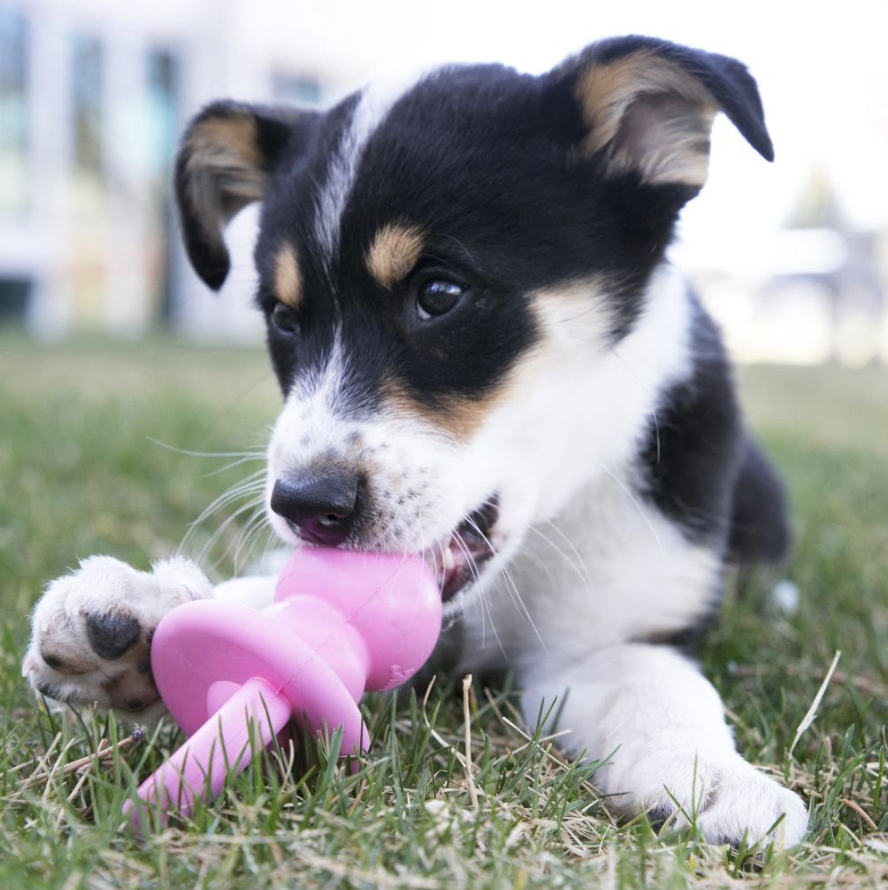 Kong Puppy Binkie Medium - Boutique dos Bichos