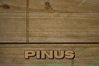 Pinus