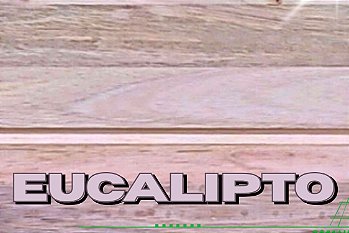 Eucalipto
