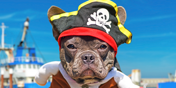 pirata cachorro passeio fantasia