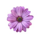 Logo de Barraca da Flower