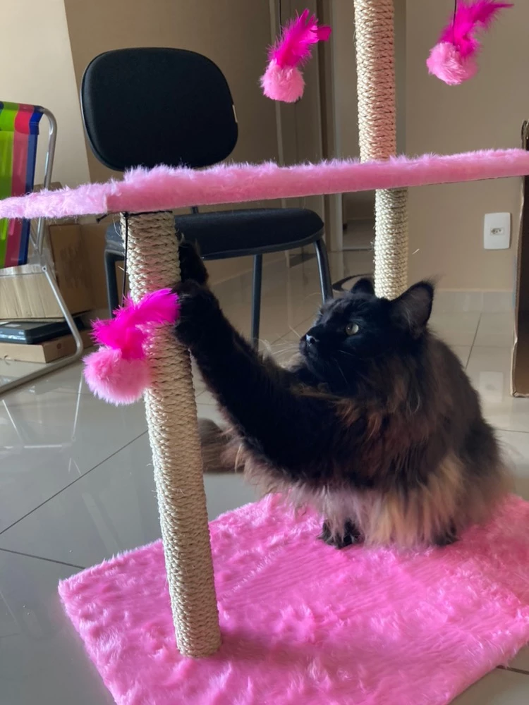 Cat Plaza imagem 3