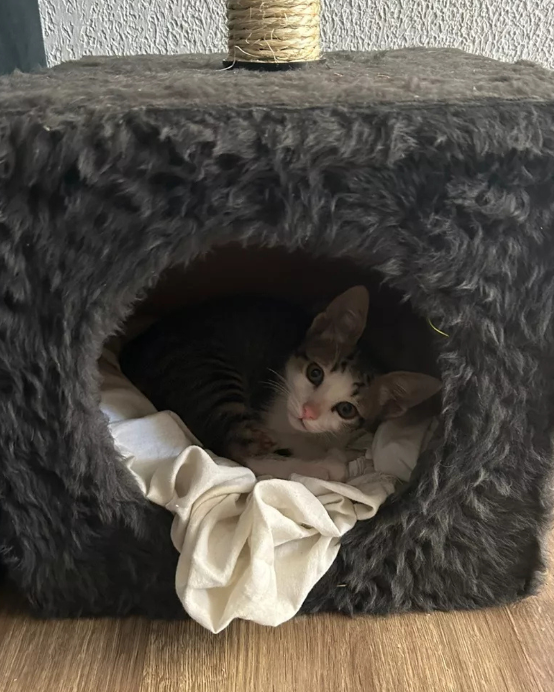 Imagem 2 Cat Box
