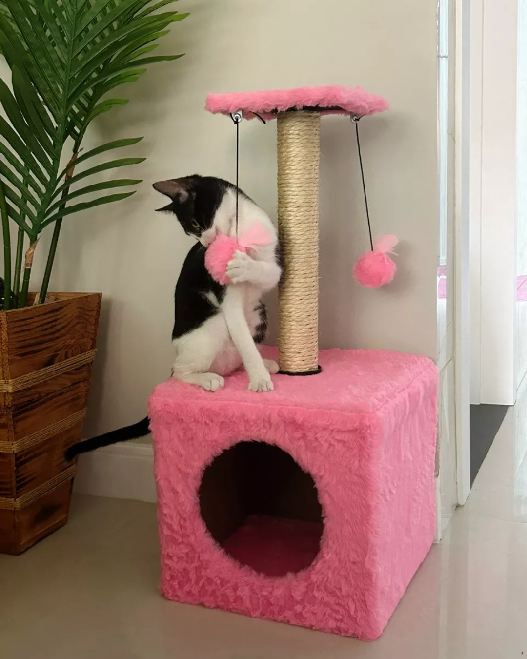 Imagem 3 Cat Box