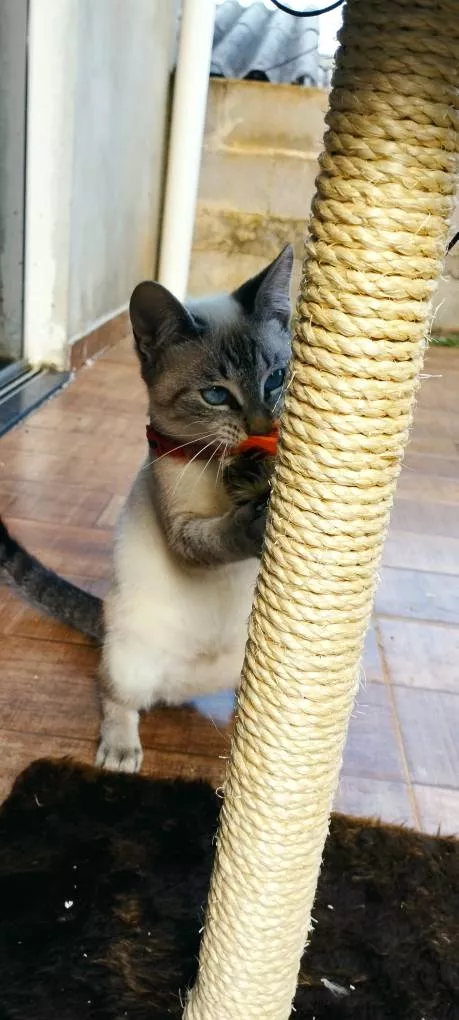 Duo Square Cat Tamanho 2 - imagem 1