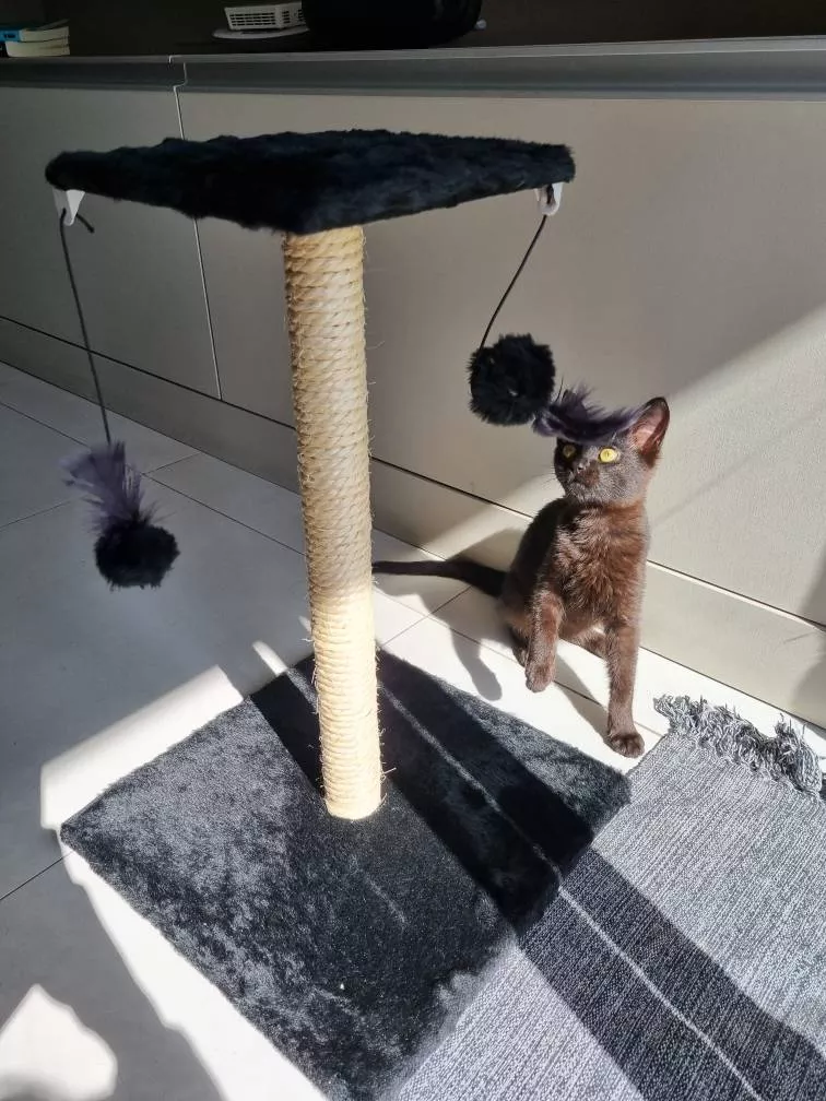 Duo Square Cat Tamanho 2 - imagem 3