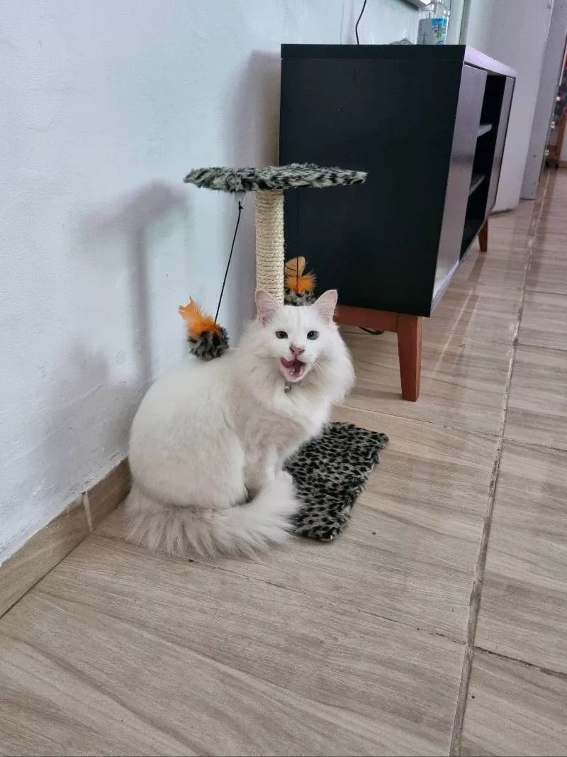 Duo Square Cat Tamanho 2 - imagem 2