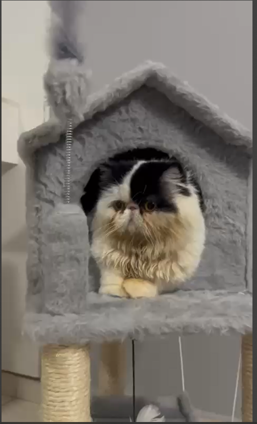 Cat London Plush 1