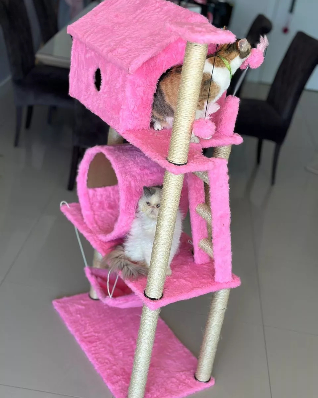 Cat Dubai - Imagem 1