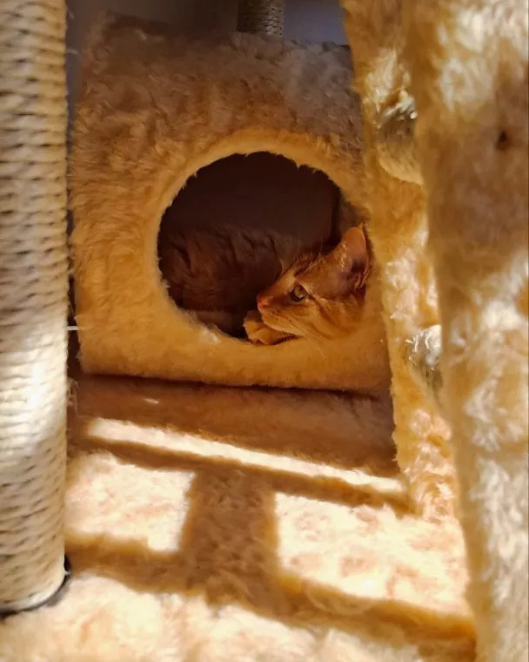 Cat Dubai - Imagem 2