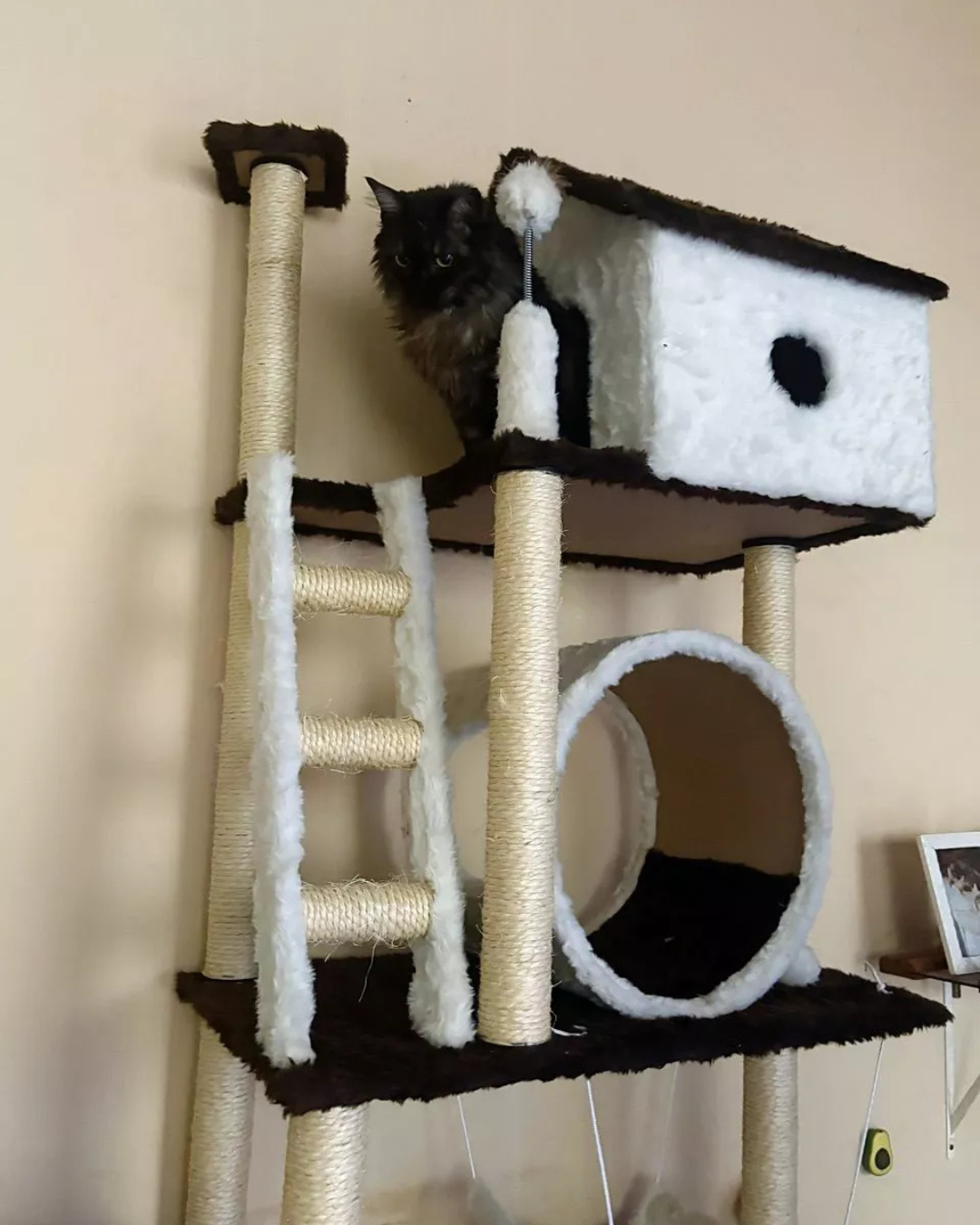 Cat Dubai - Imagem 3