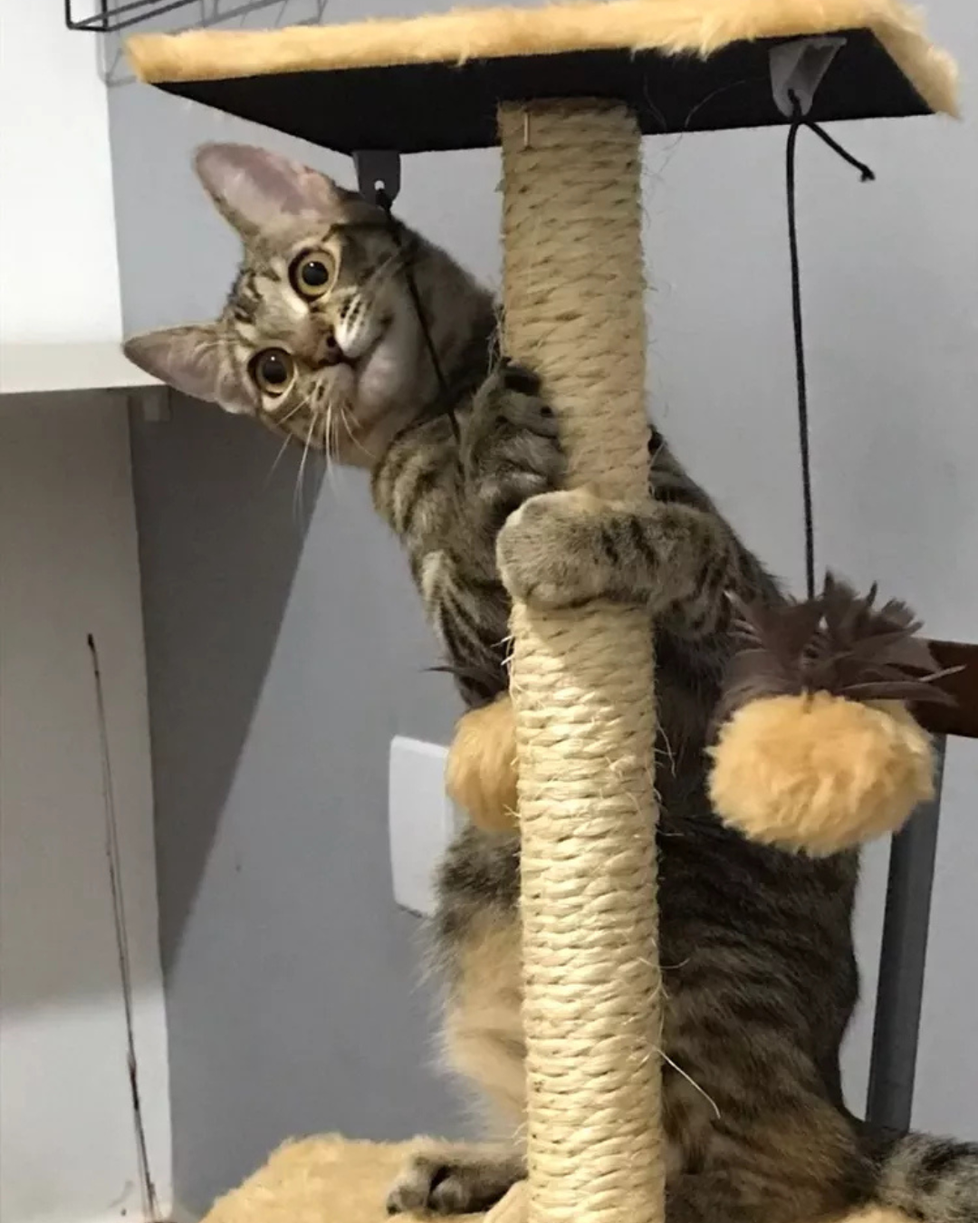 Duo Square Cat - Imagem 2
