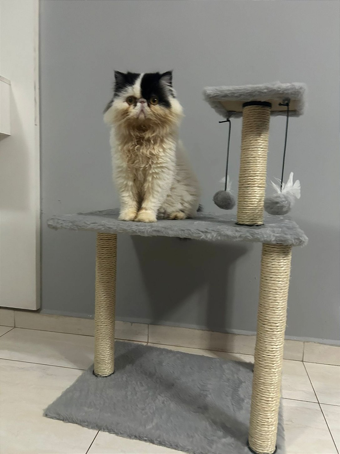Cat Plaza imagem 2