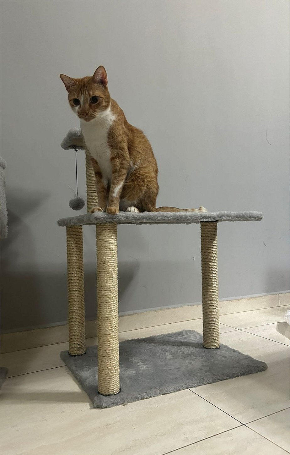 Cat Plaza imagem 1